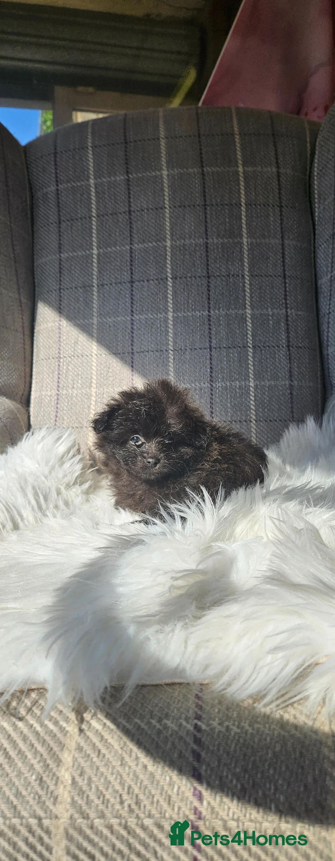 Pomapoo dogs for sale: Pompoo girls in Llanelli - Advert 7
