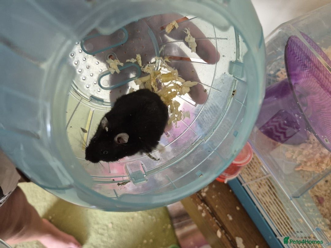 Hamster rodents for sale: rare black russian dwarf hampster - Image 5