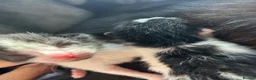 Mixed Breed cats for sale: Kittens Black and White in London - Advert 4