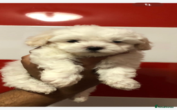 Maltese dogs for sale: Maltese - Image 12