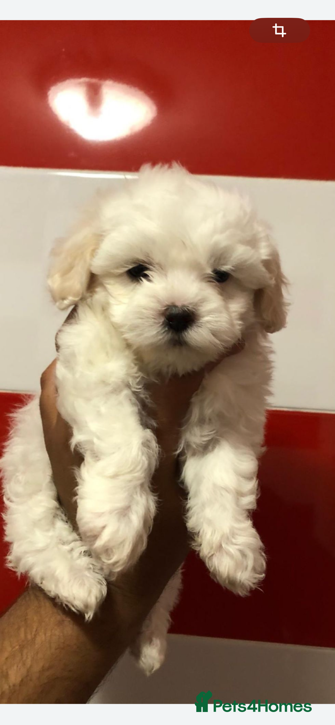Maltese dogs for sale: Maltese - Image 12