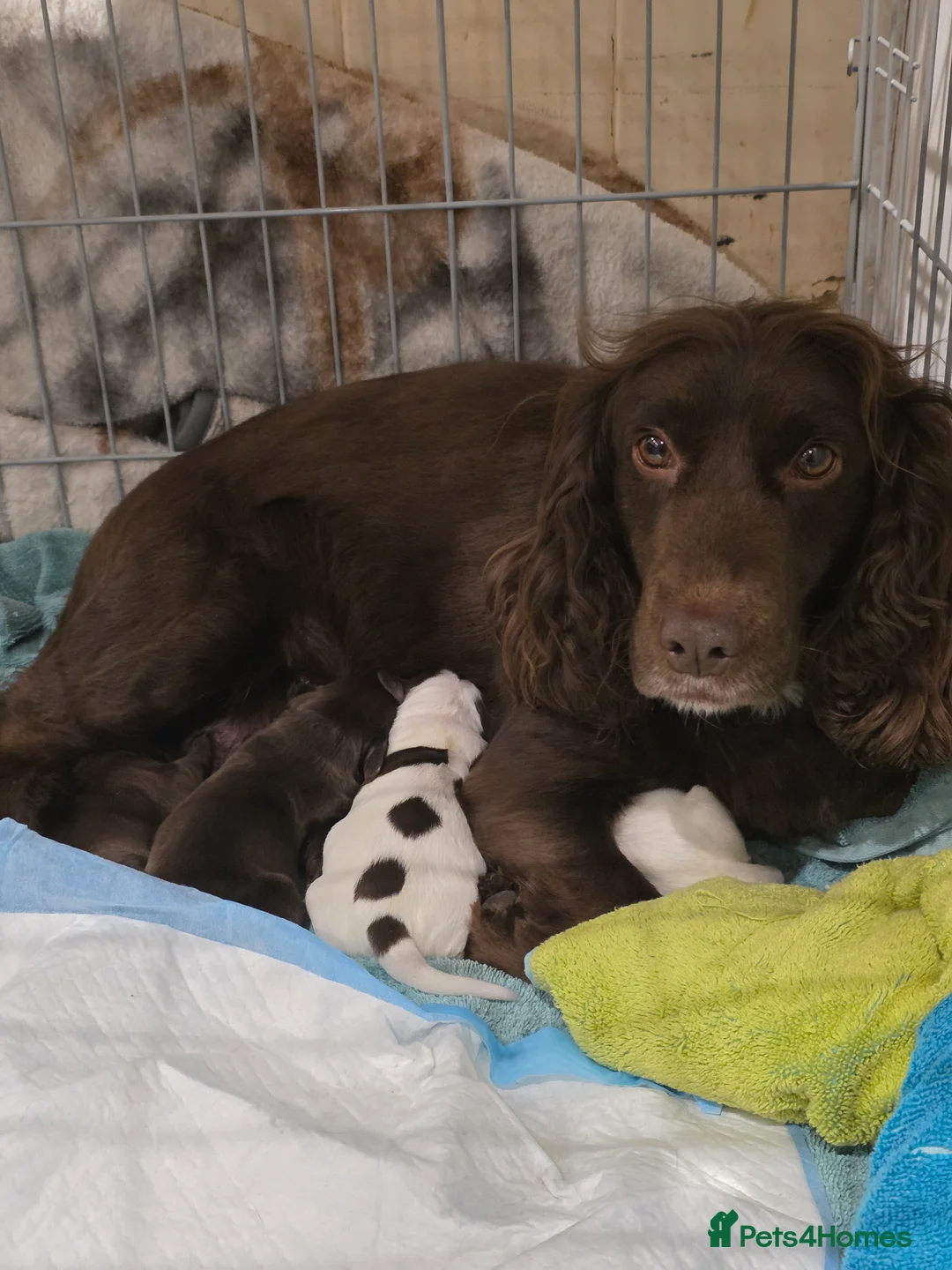 Sprocker dogs for sale: Sporker puppies  - Advert 2
