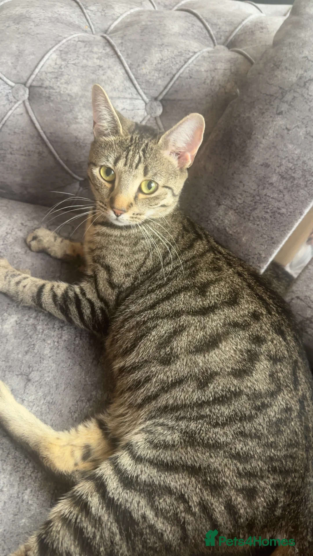 British Shorthair cats for sale: 2 lovely black and white shorthairs - Advert 37