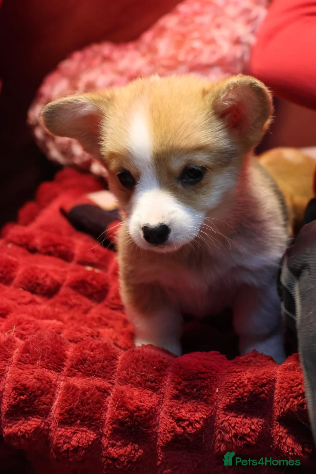 Welsh Corgi Pembroke dogs for sale: Champion bloodlines on both sides, great with kids - Advert 38