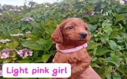 Goldendoodle dogs for sale: Stunning Miniature Goldendoodles - Image 19