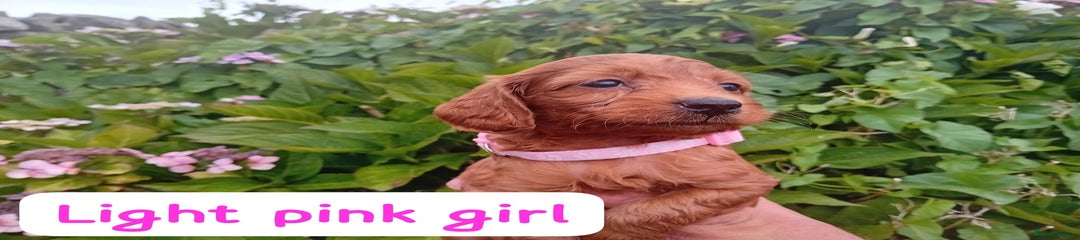 Light Pink Collar Girl