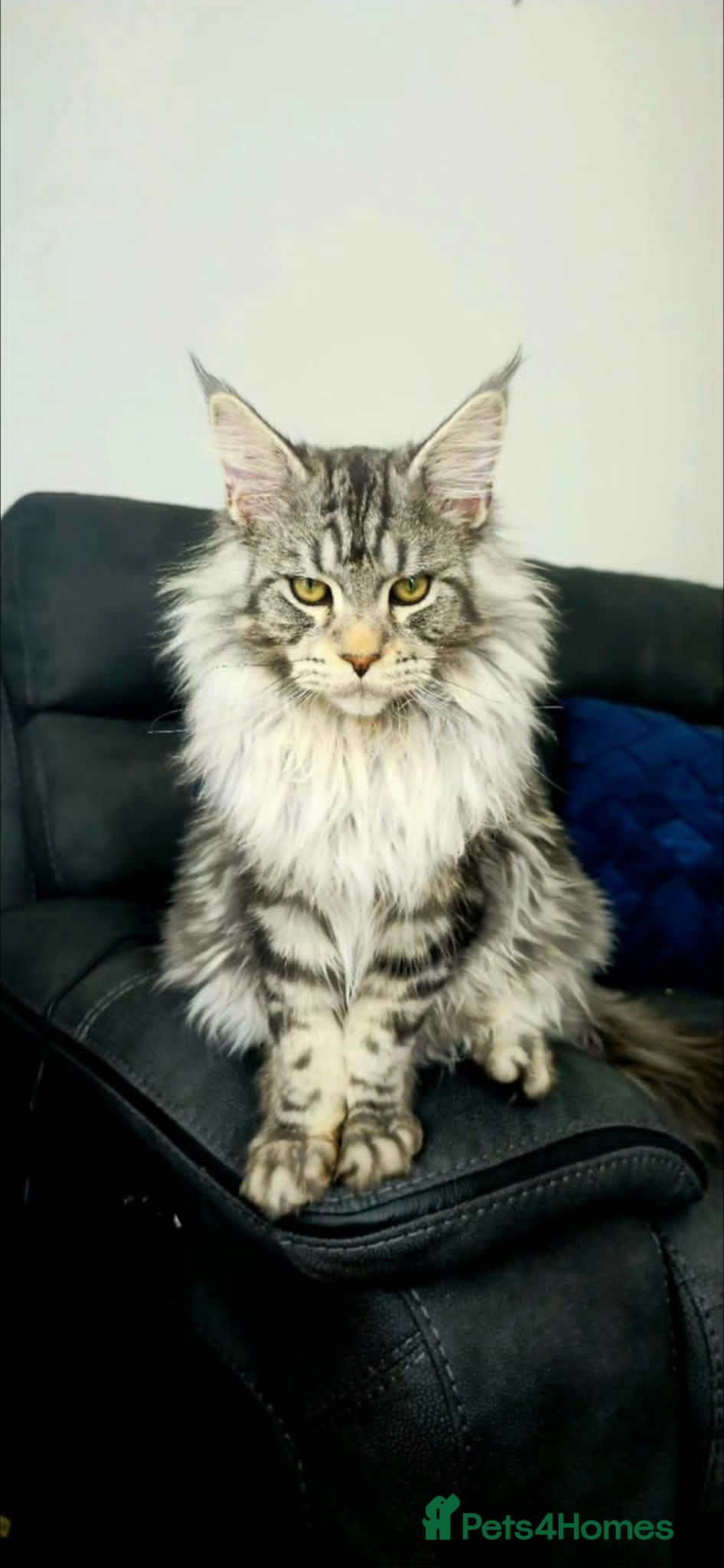Odin