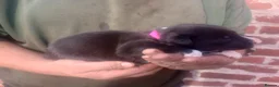 Mixed Breed dogs for sale: Lurcher pups (Collie x Whippet) - Advert 6