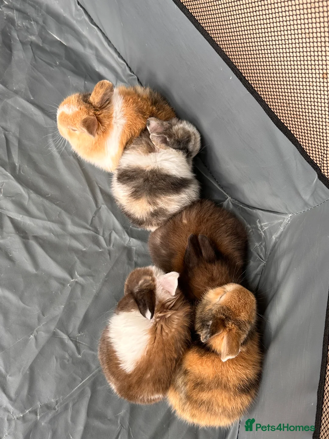 Mini Lop rabbits for sale: Baby bunnies for sale in Wolverhampton - Advert 2