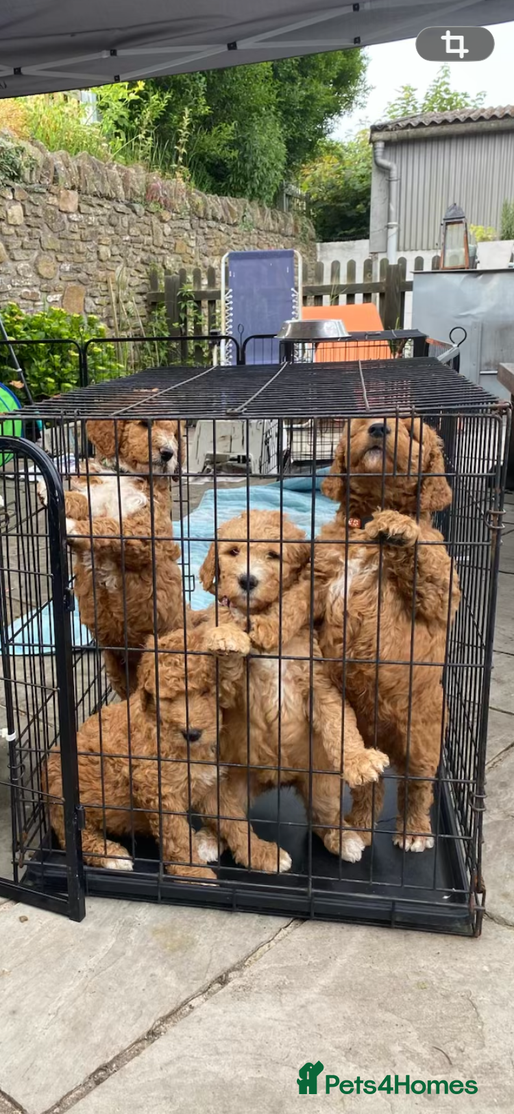 Mixed Breed dogs Red Australian labradoodle  - Advert 1