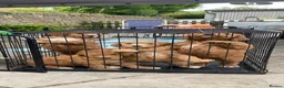 Mixed Breed dogs for sale: Red Australian labradoodle  in Caerphilly - Advert 1