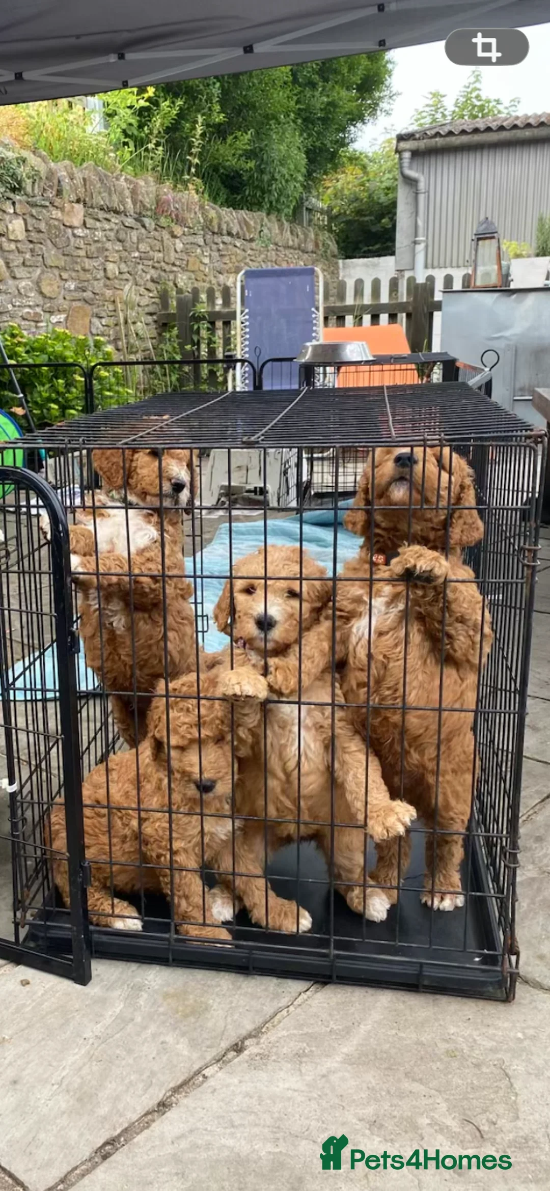 Mixed Breed dogs for sale: Red Australian labradoodle  in Caerphilly - Advert 1