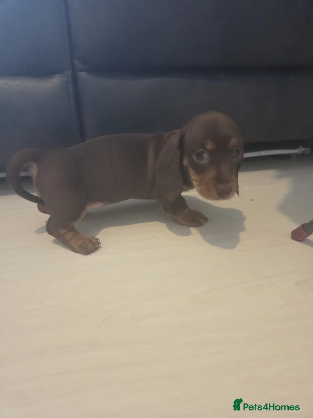 Miniature Dachshund dogs for sale: Miniture dashchounds - Advert 2