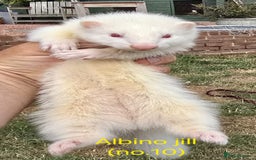 Ferret rodents for sale: Ferret kits - Image 13
