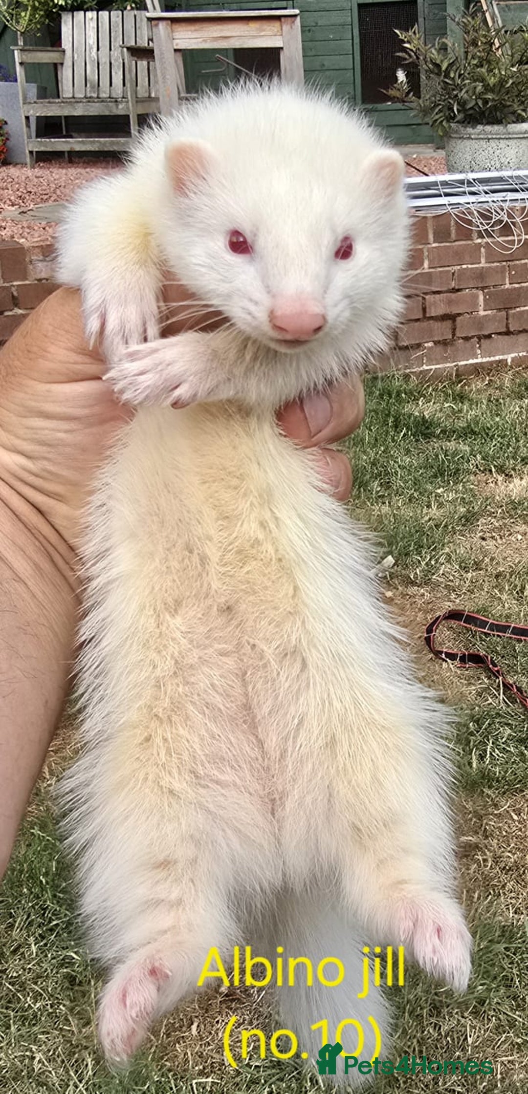 Ferret rodents for sale: Ferret kits - Image 13