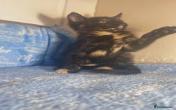 Mixed Breed cats for sale: 3 Lovely Kittens - Image 15