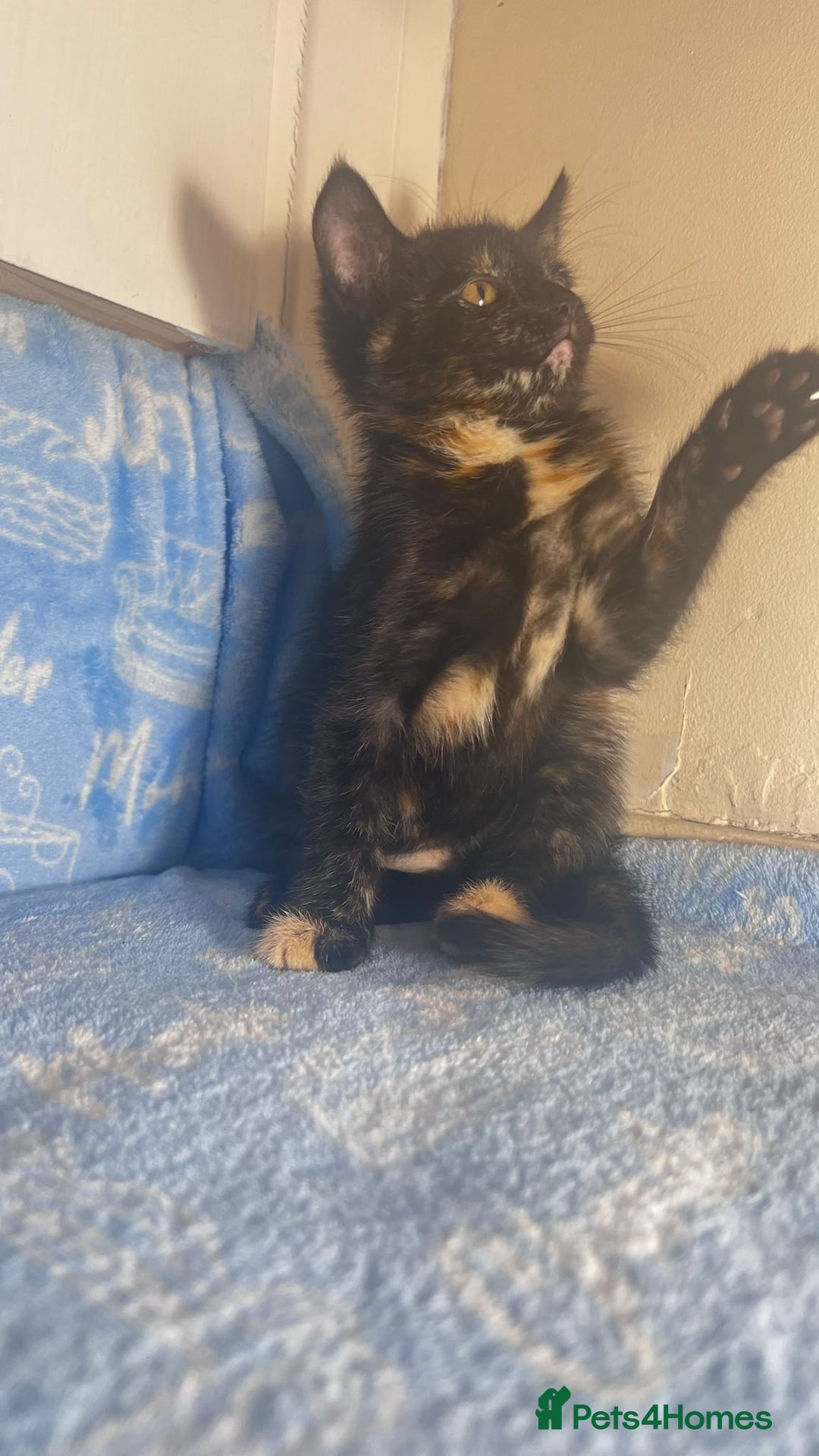 Mixed Breed cats for sale: 3 Lovely Kittens - Image 15
