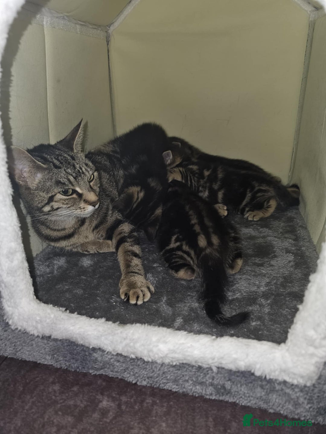Bengal cats for sale: Bengal tabby mix kittens - Image 13
