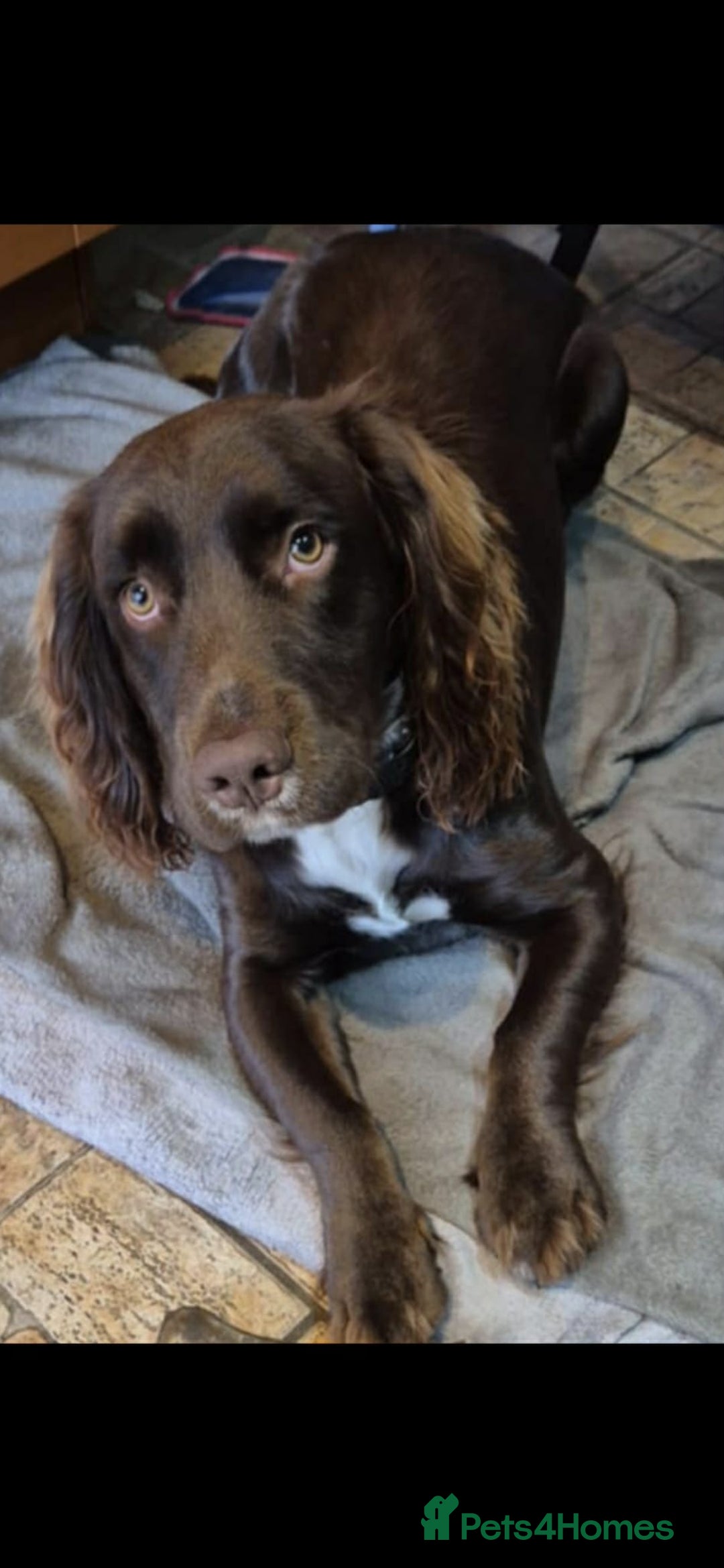Cocker Spaniel dogs for sale: Lovely boy ready for sale - Advert 1