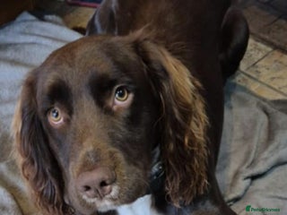 Cocker Spaniel dogs Lovely boy ready for sale - Advert 8