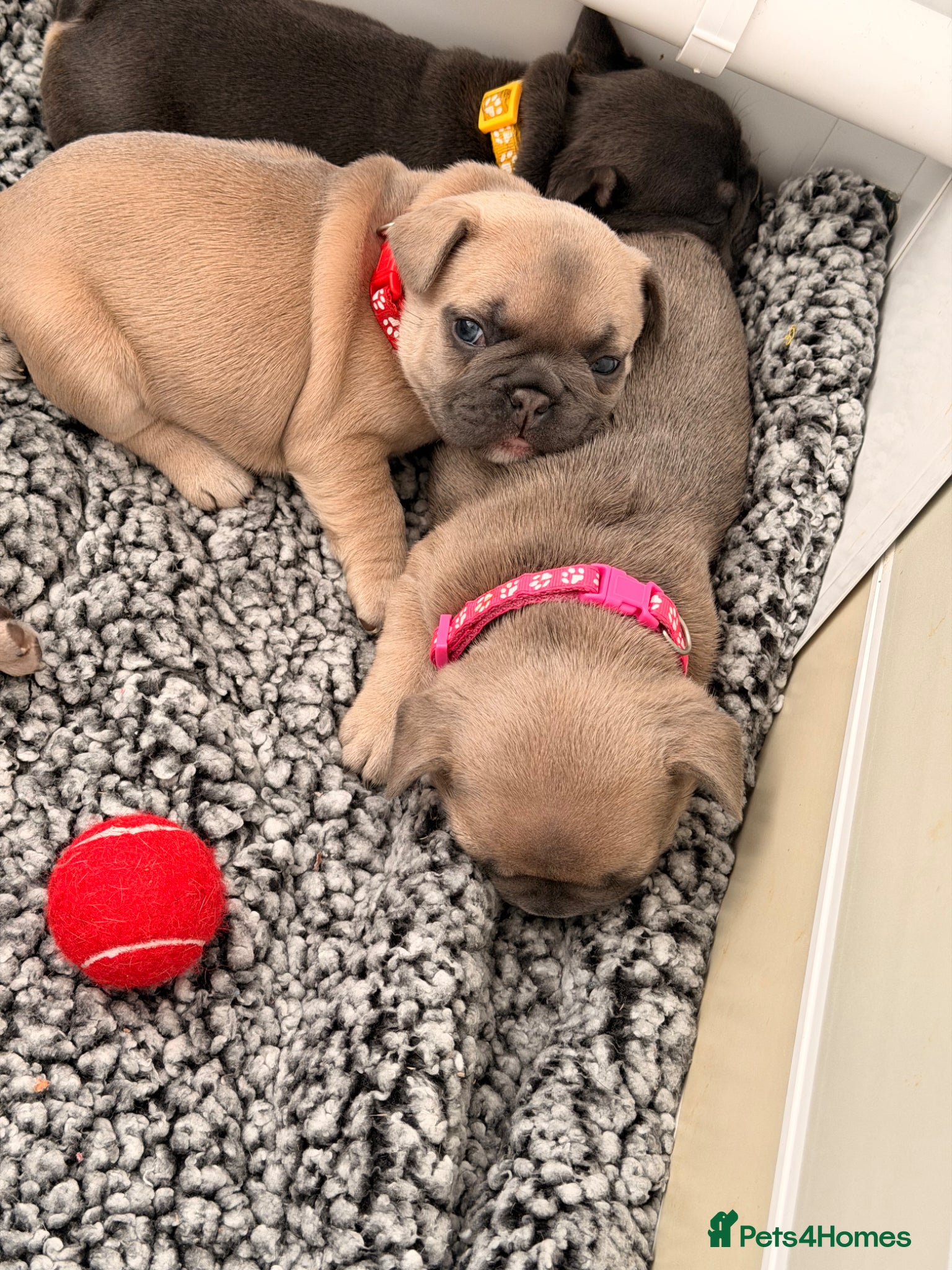 French Bulldog dogs French Bulldog Puppys - Advert 1