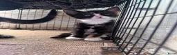 Mixed Breed cats for sale: 3 Gorgeous Kittens  - Advert 6