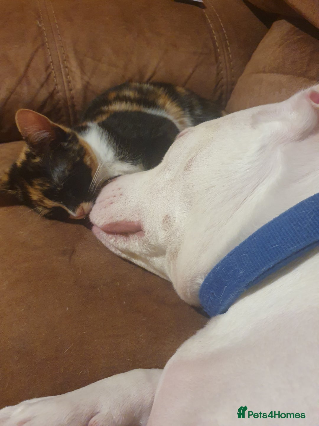 Mixed Breed cats for sale: Calico female kitten - Advert 3