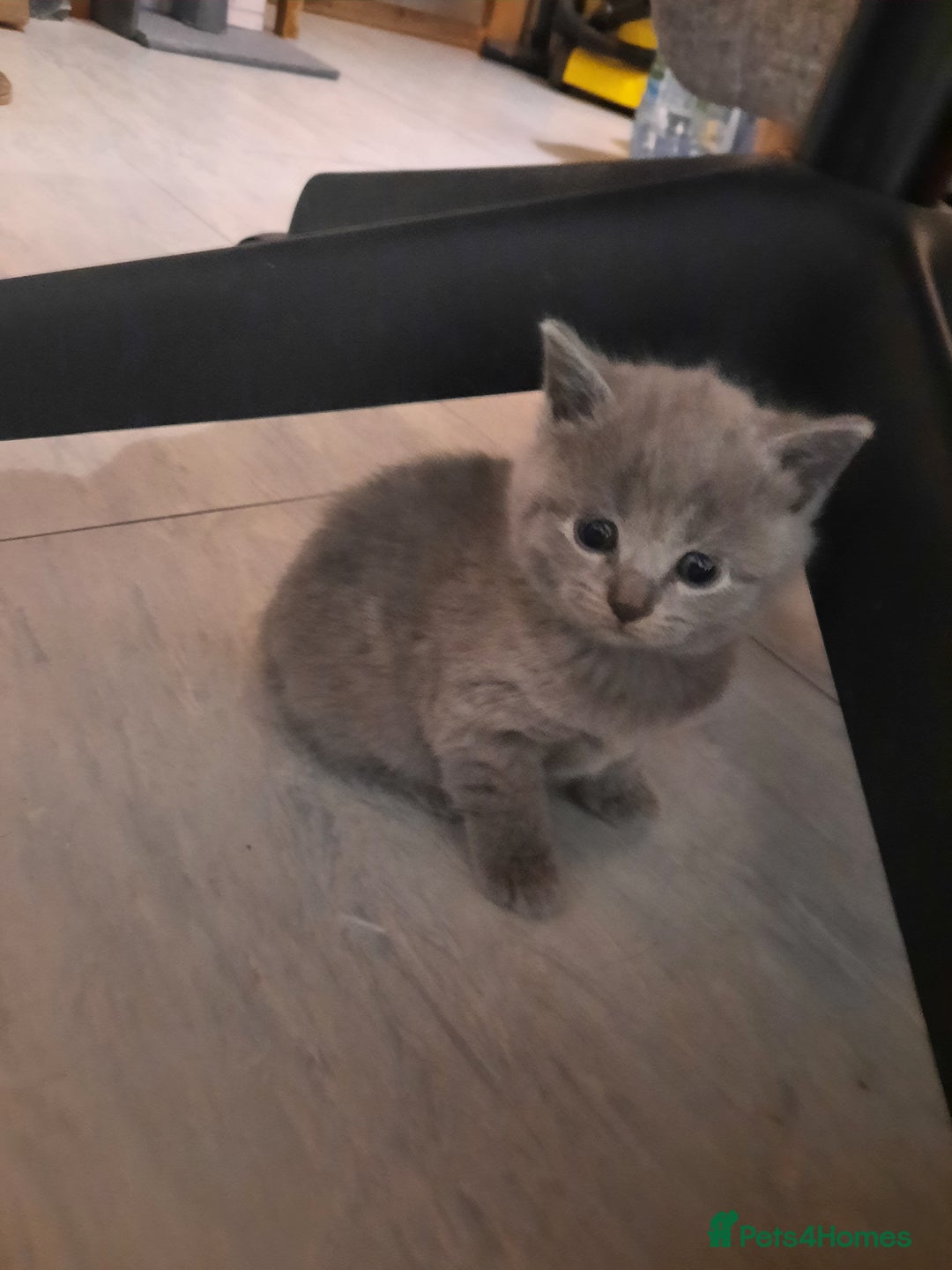 British Shorthair cats for sale: British shorthair kittens  - Advert 10