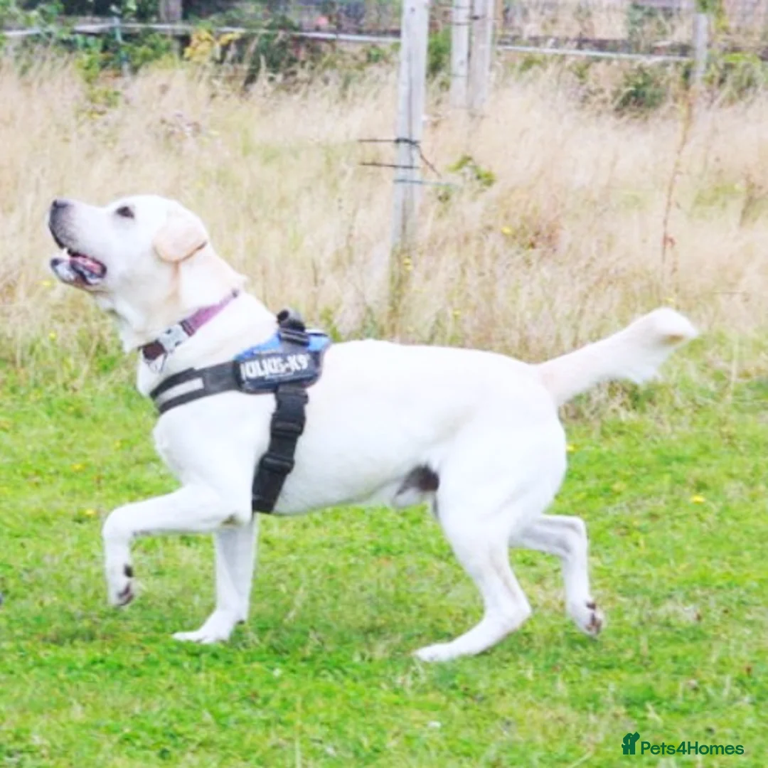 Labrador Retriever dogs for sale: FULLY HEALTH TESTED KC STUNNING CHUNKY LABRADORS  - Advert 9