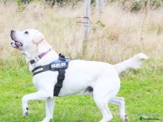 Labrador Retriever dogs FULLY HEALTH TESTED KC STUNNING CHUNKY LABRADORS - Advert 5