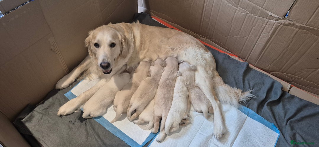 Golden Retriever dogs for sale: Golden retriever beautiful cream puppies - Advert 7