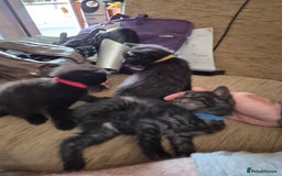 Mixed Breed cats for sale: Litter of kittens - Image 25