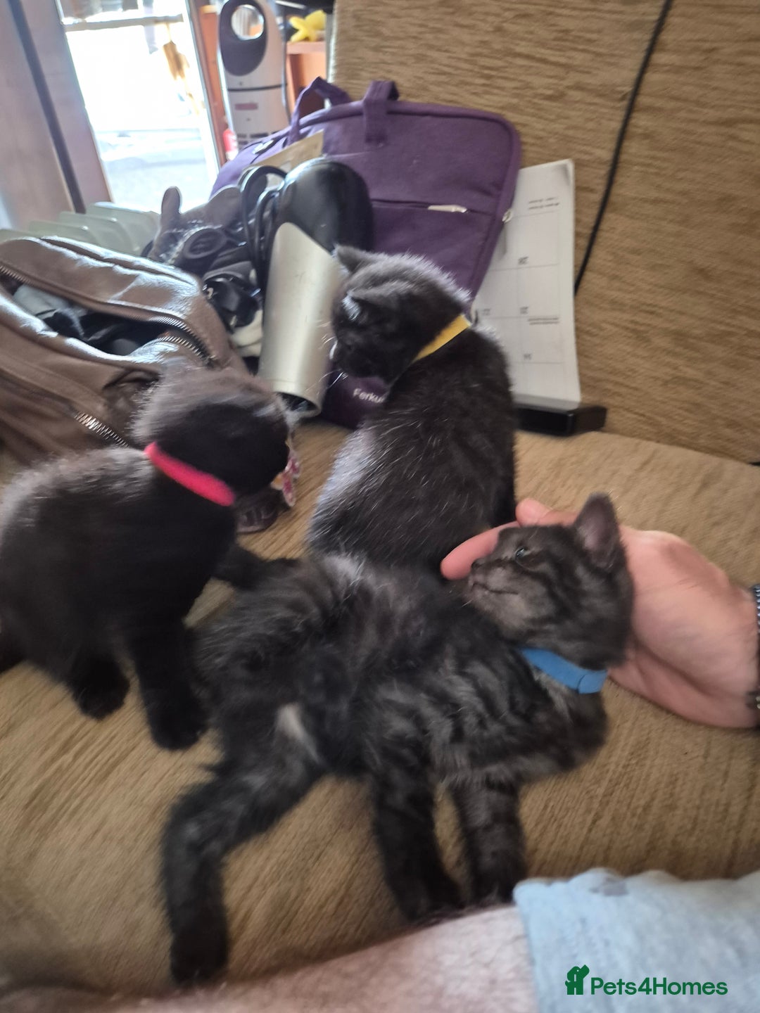 Mixed Breed cats for sale: Litter of kittens - Image 25