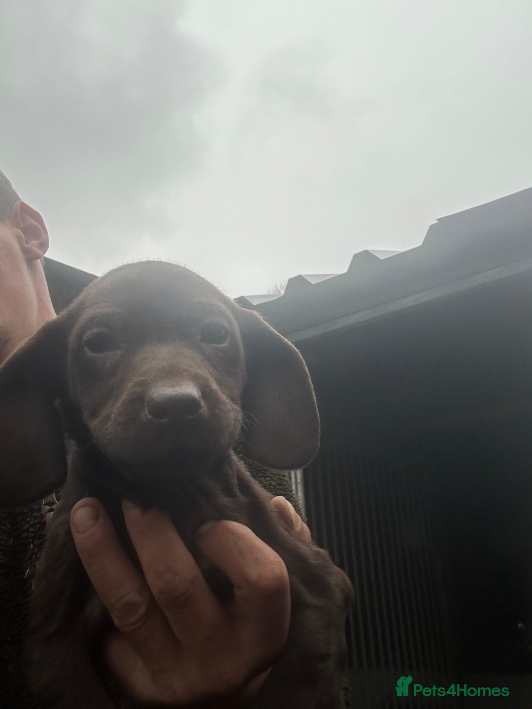 Cockerdor dogs for sale: Cockeradors for sale  - Advert 6