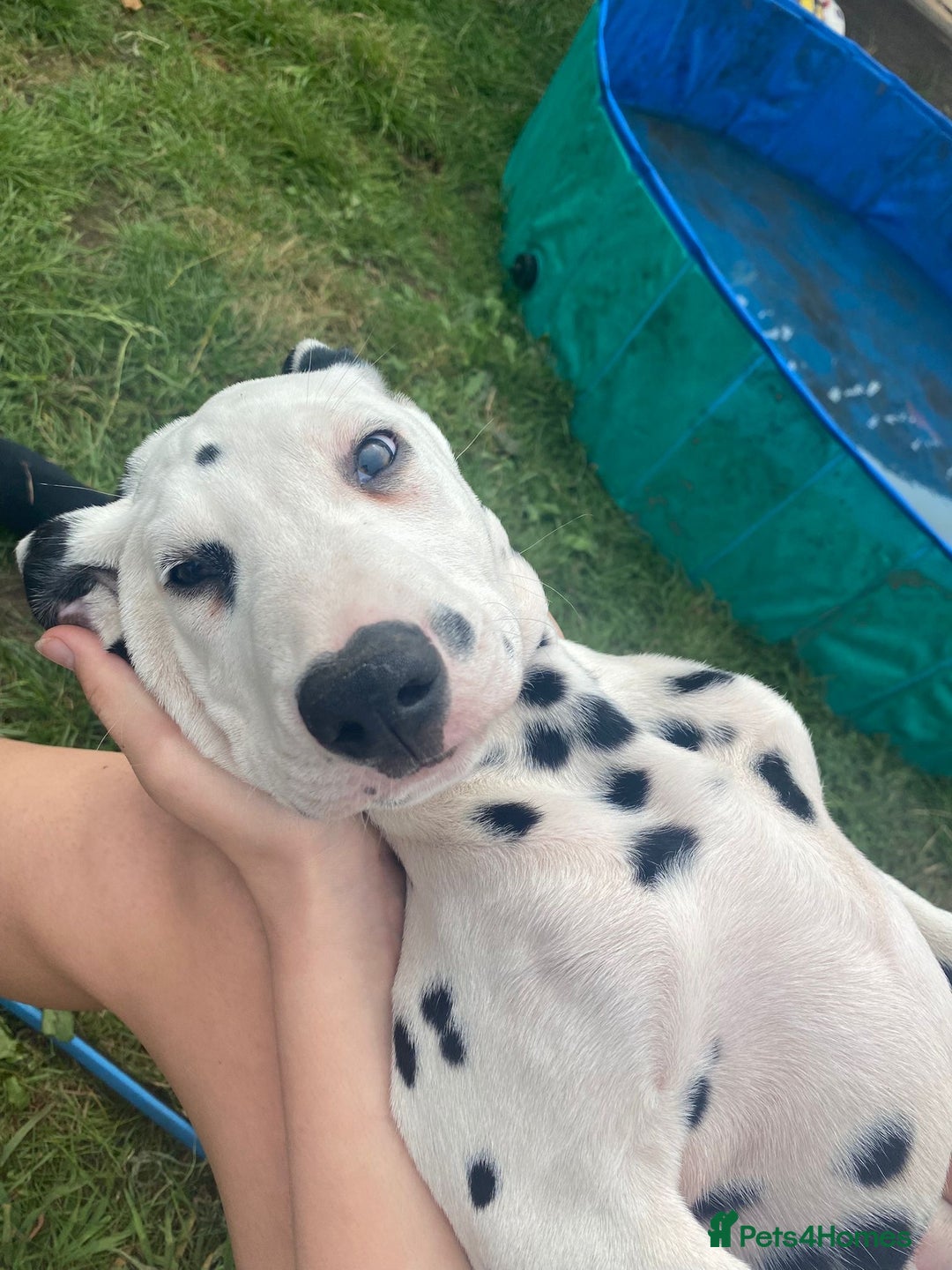 Dalmatian dogs for sale: Dalmatian Puppies (pure bred) - Image 2