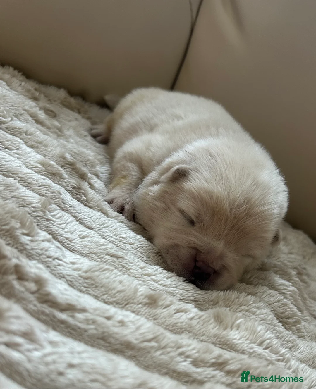 Chow Chow dogs for sale: 7 Stunning Chow Chow Puppies - Advert 10