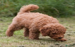 Cavapoochon dogs for sale: Gorgeous F1B Cavapoochon’s Fox Red available now. - Image 5