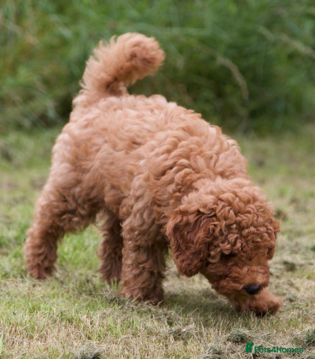 Cavapoochon dogs for sale: Gorgeous F1B Cavapoochon’s Fox Red available now. - Image 5