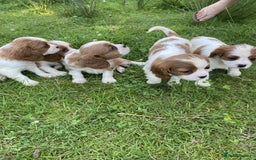 Cavalier King Charles Spaniel dogs for sale: Ready now, cavalier King Charles pups - Image 8