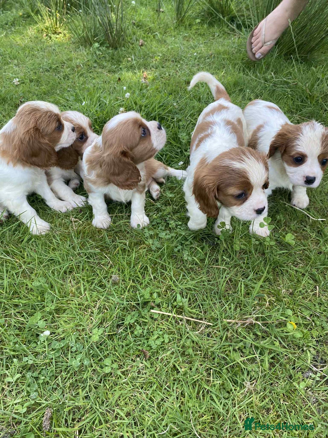 Cavalier King Charles Spaniel dogs for sale: Ready now, cavalier King Charles pups - Image 8