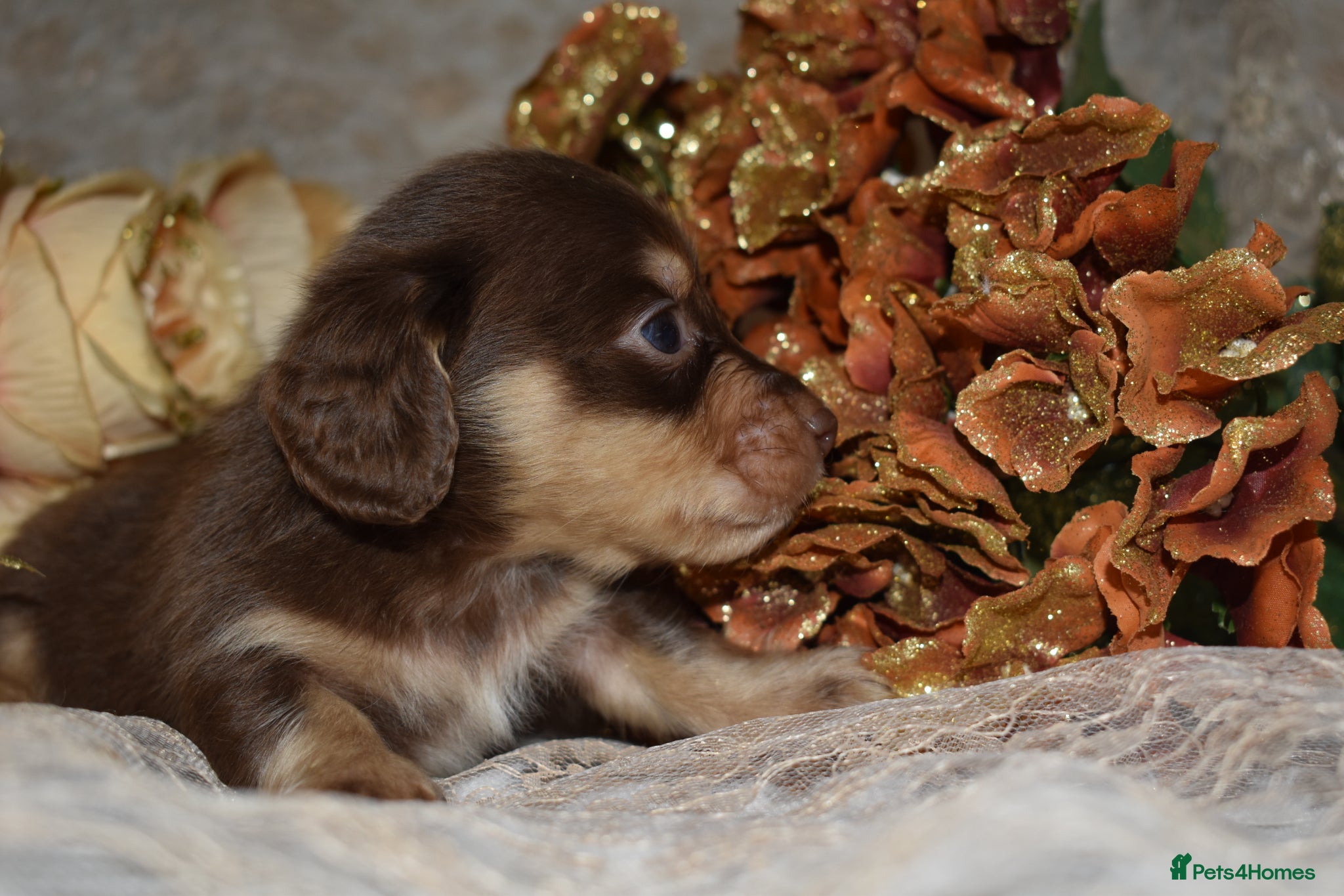 Miniature Dachshund dogs KC Long Coat Miniature Dachshund Puppies - Advert 2