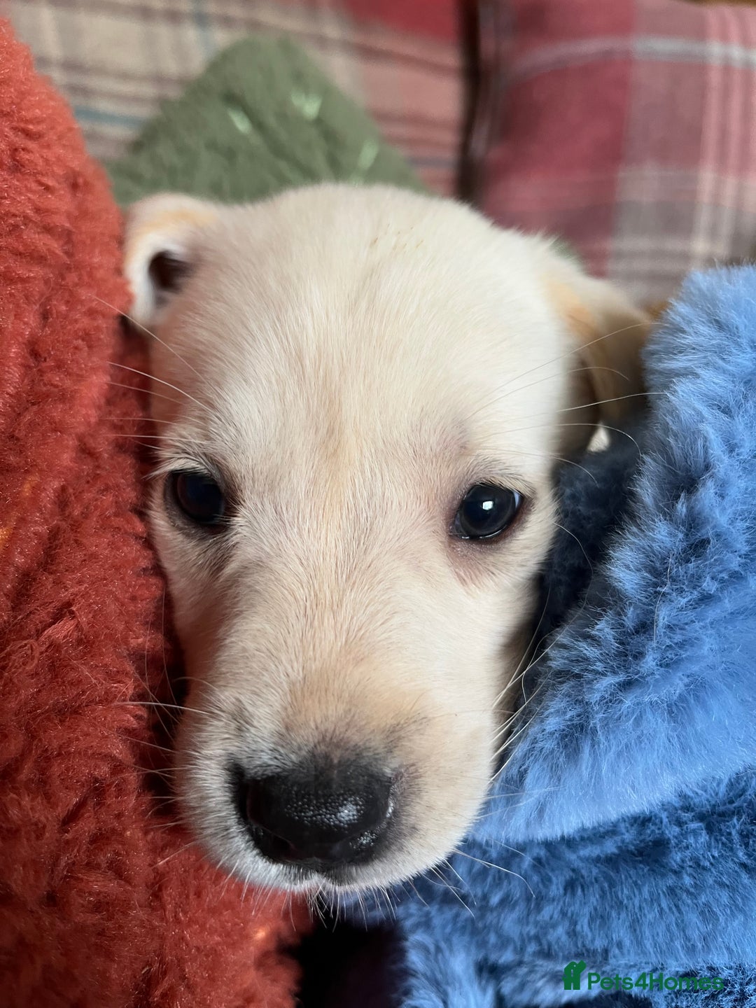 Labrador Retriever dogs for sale: Affectionate and adorable Labrador Puppies - Image 10