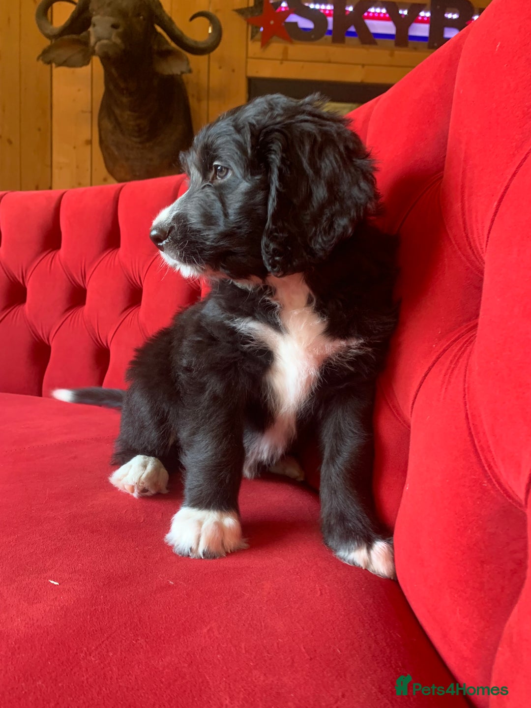 Bernedoodle dogs for sale: One Standard Size Bernedoodle Girl - Image 3