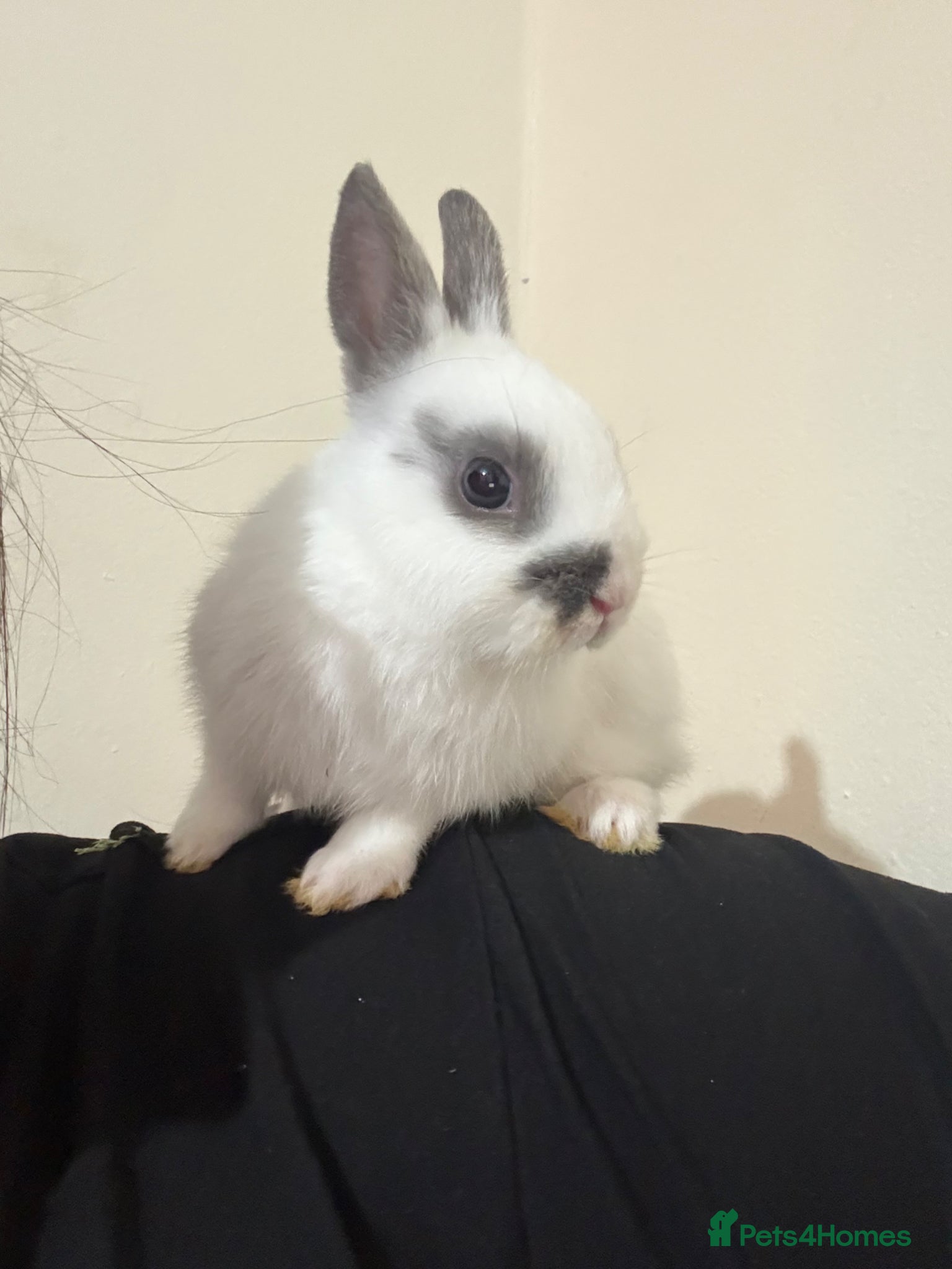 Netherland Dwarf rabbits Dwarf bunny  - Advert 2