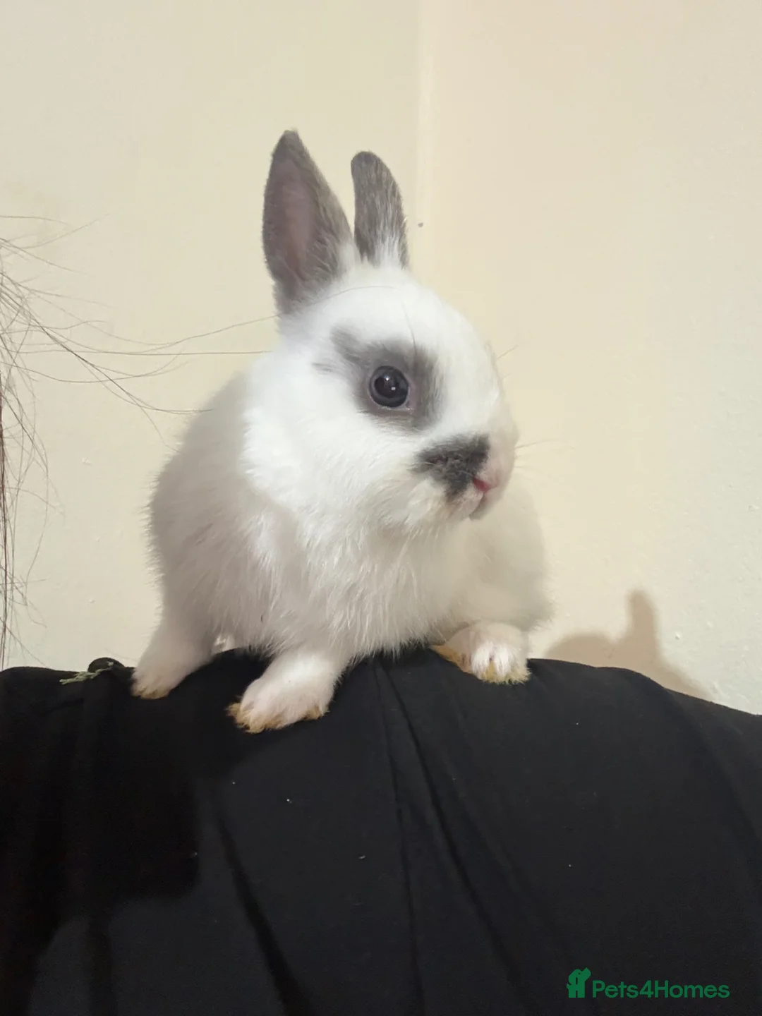Netherland Dwarf rabbits for sale: Dwarf bunny  - Advert 1