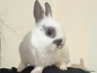 Netherland Dwarf rabbits Dwarf bunny - Advert 2