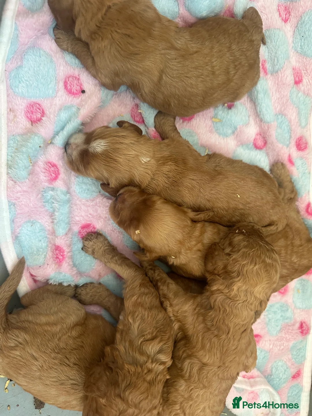 Cockapoo dogs for sale: F1 cockapoo girl puppies  - Advert 2