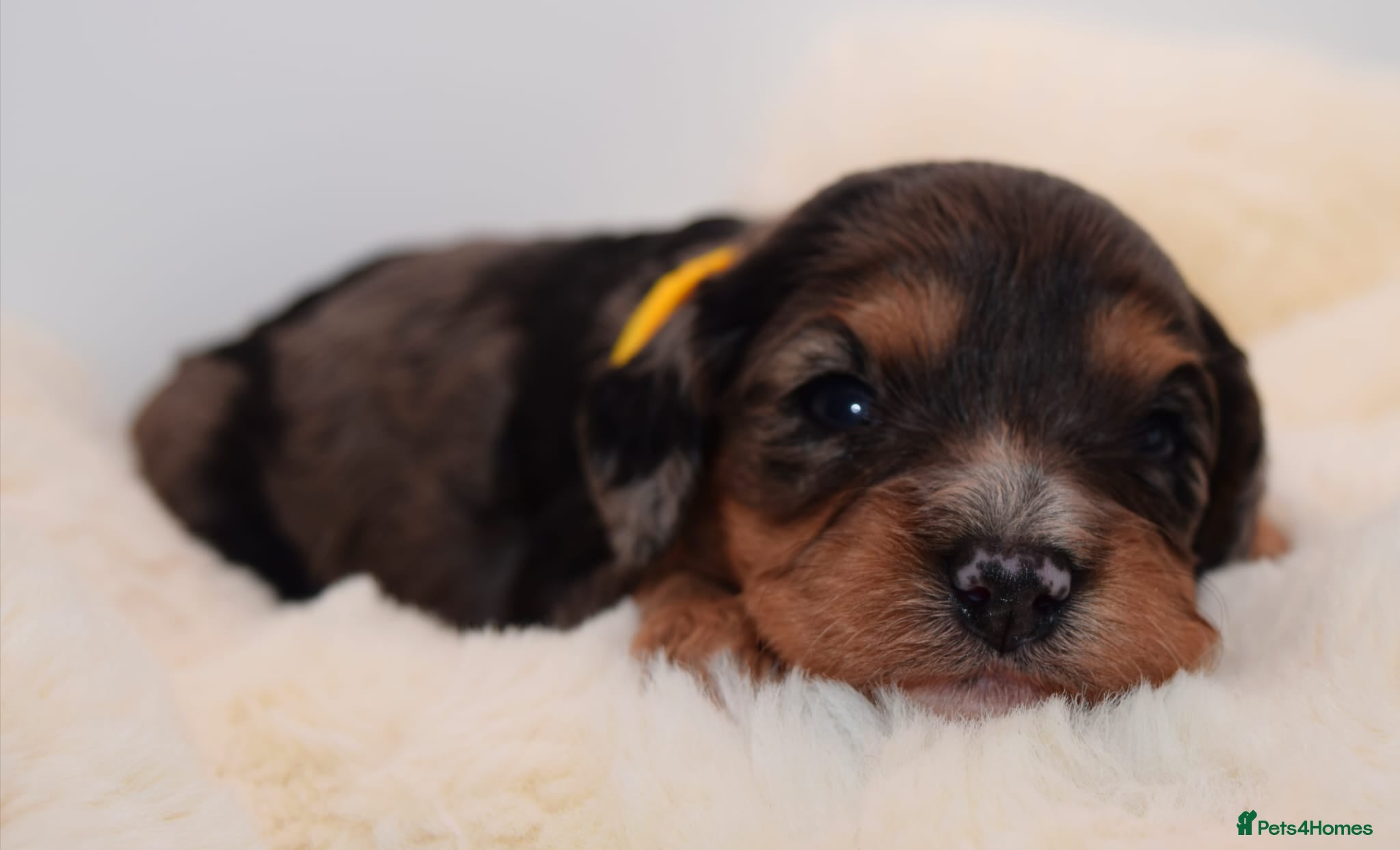 Cavapoo dogs Health Tested Rare Phantom Merle Cavapoos  - Advert 8