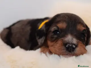 Cavapoo dogs Health Tested Rare Phantom Merle Cavapoos - Advert 9