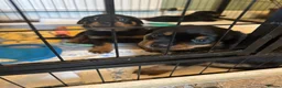 Rottweiler dogs for sale: Beautiful Rottweiler puppies  in Mablethorpe - Advert 22